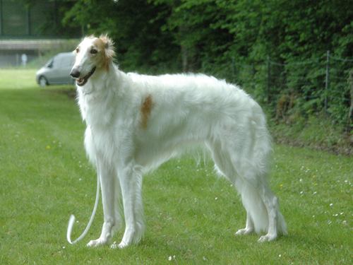 copie 0 barzoi